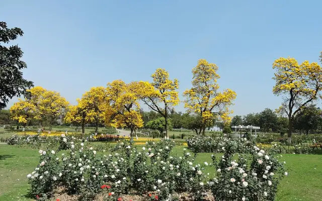 Places To Visit in Chandigarh For Couples: Rose Garden Flowers