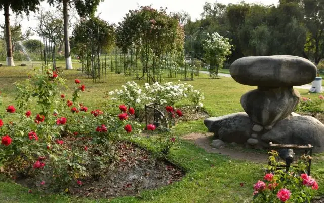 Places To Visit in Chandigarh For Couples: Rose Garden Flowers: Area of Attraction 3