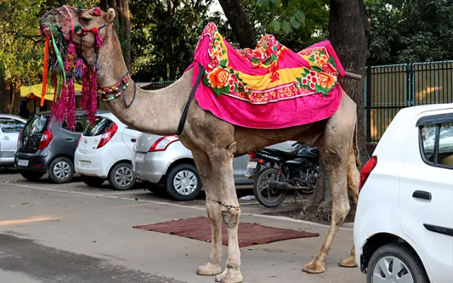 Places To Visit in Chandigarh For Couples: Camel Ride