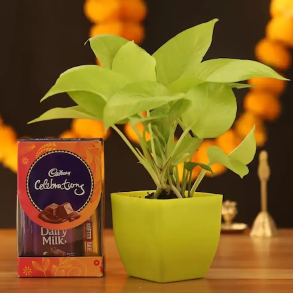 Diwali Gift: Indoor Plants