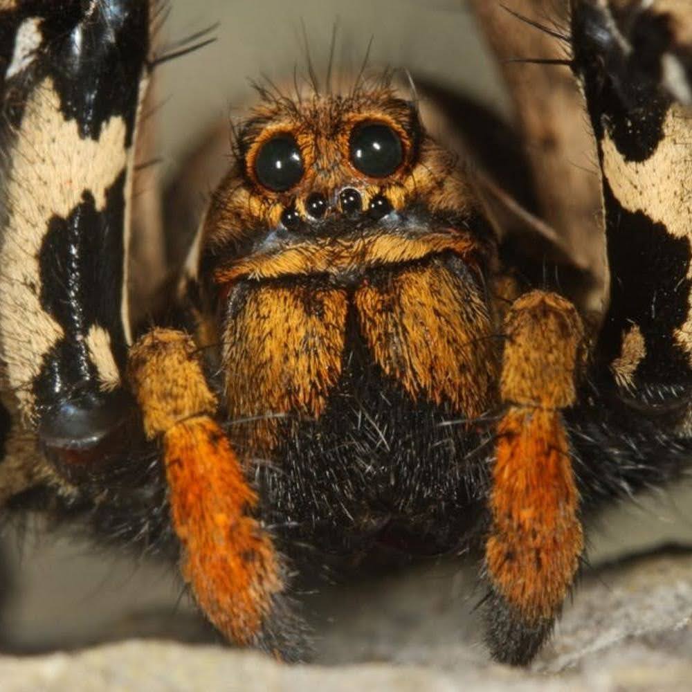 Biggest Spider in the World: The Fascination with Large Spiders