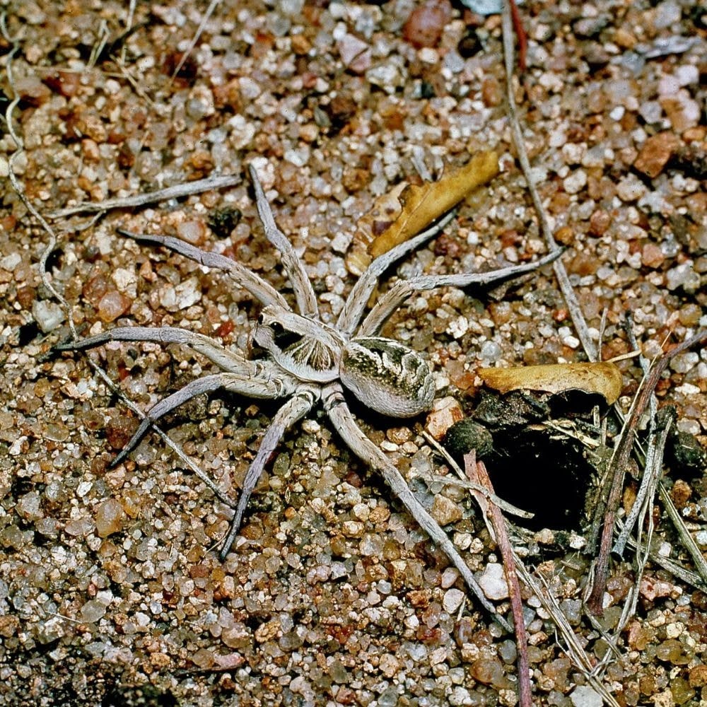 Biggest Spider in the World: Habitat and Distribution