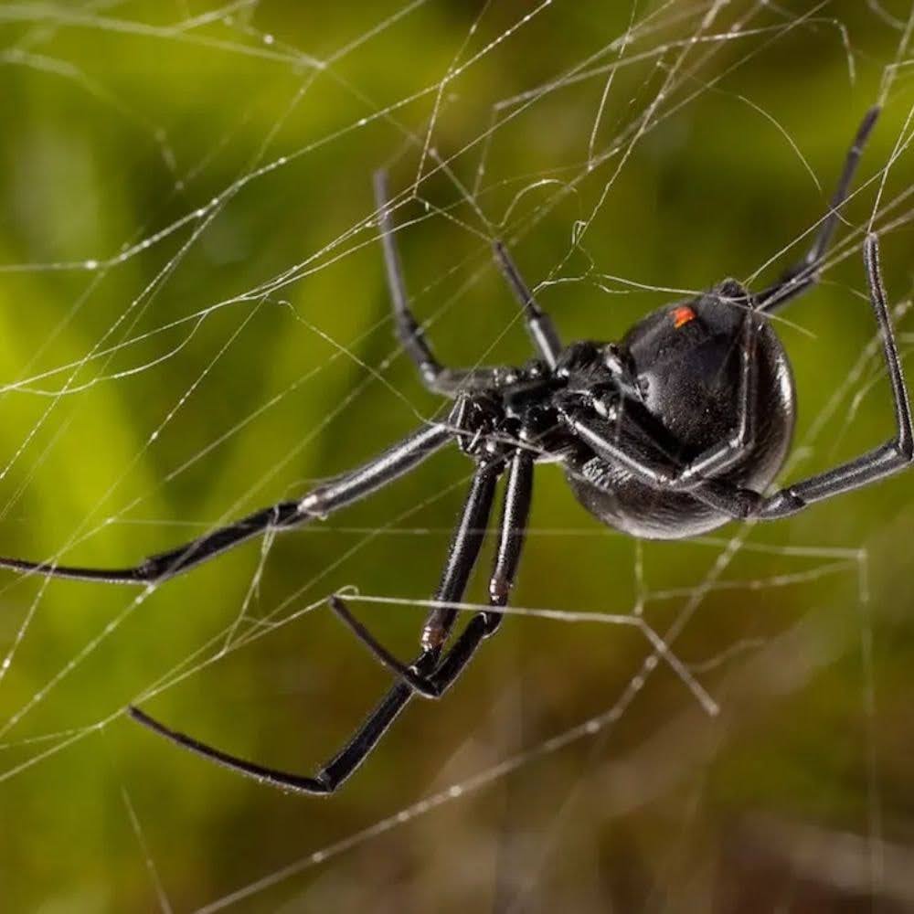 Biggest Spider in the World: Behavior and Defense Mechanisms