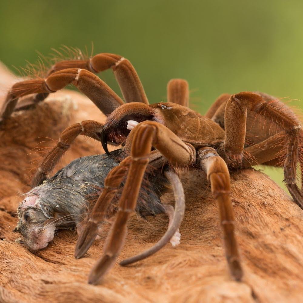 Biggest Spider in the World: Goliath Birdeater